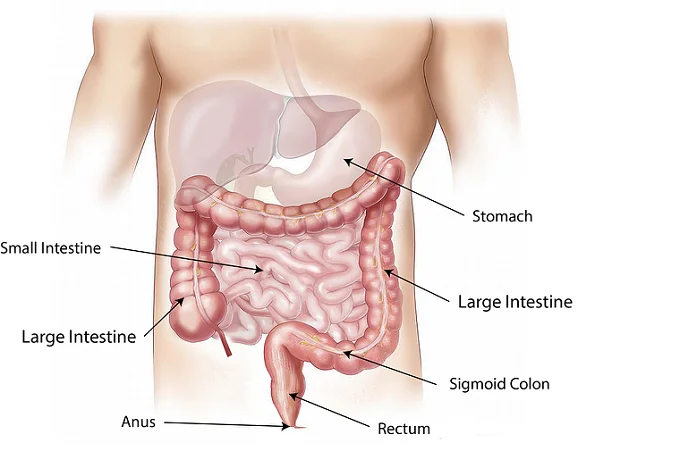 6 natural remedies to normalize digestion