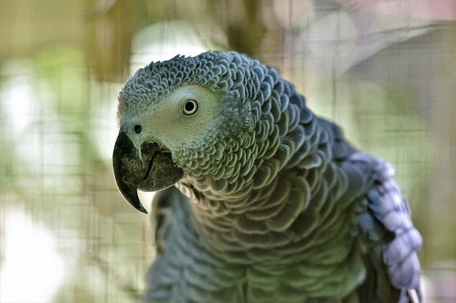 Why do parrots repeat human speech?