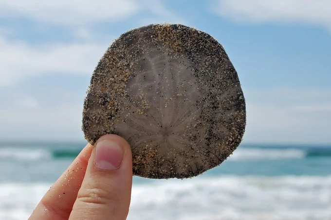 Have you ever heard of sand dollars? According to old legends, the sand dollars would be the coins used by the sirens and the people of Atlantis.