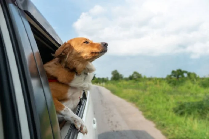 Why do dogs like to stick their heads out of car windows?