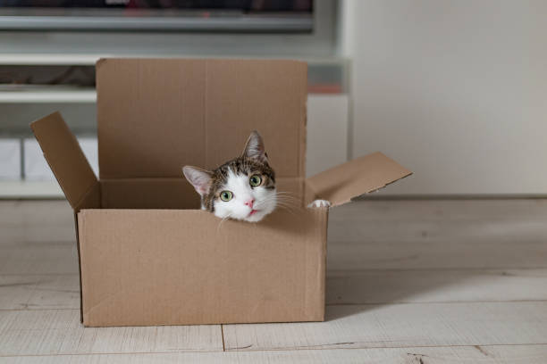 Why do cats love boxes? 