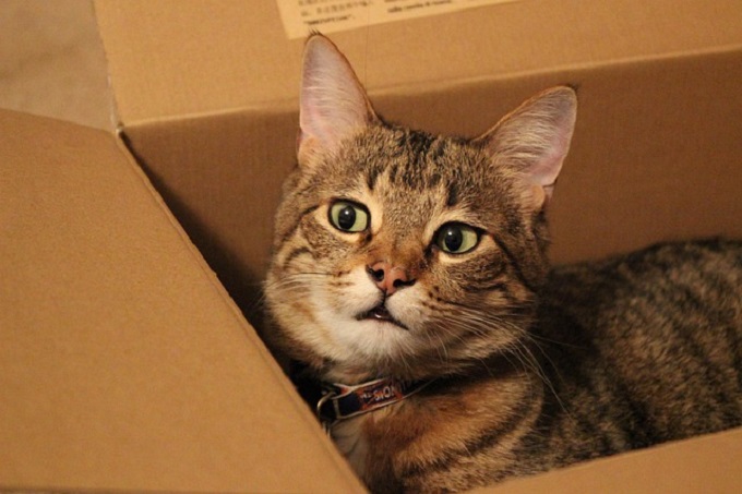 Why do cats love boxes? 