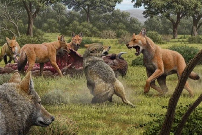 When did the dire wolf go extinct: mystery of ancient predators