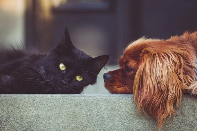 With these tricks you can remove cat and dog hair from your furniture
