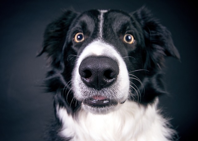 Are dogs really color blind?