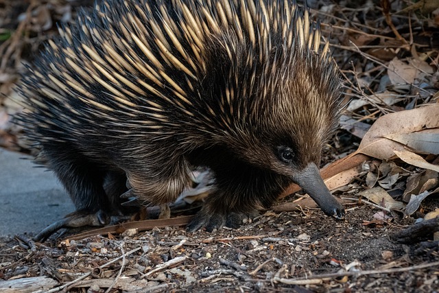 Echidna: one of the strangest mammals in the world