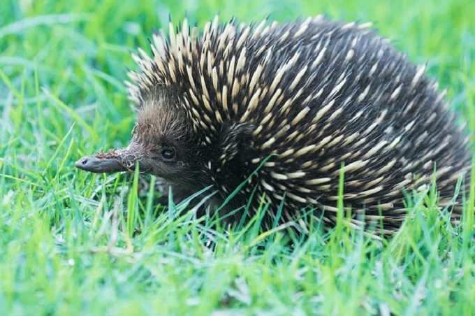 Echidna: one of the strangest mammals in the world