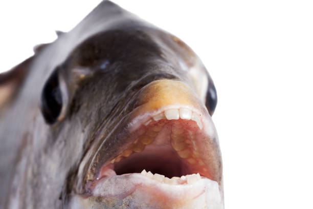 Sheepshead facts: fish with human teeth