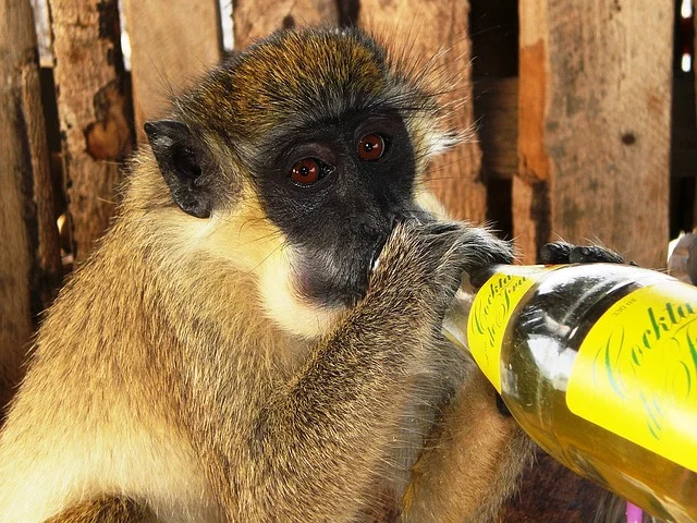 Gambia is also smiling coast for monkeys