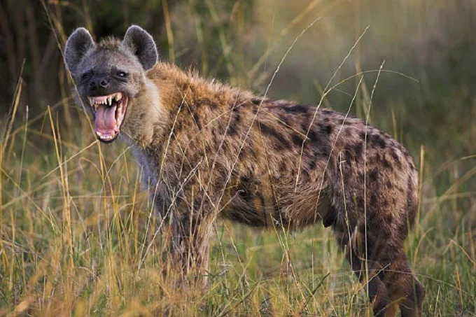 Why are hyenas laughing?