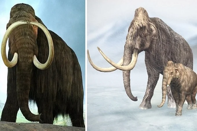Why did the last mammoths of Wrangel Island die out