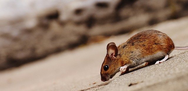 What is the difference between rats and mice?