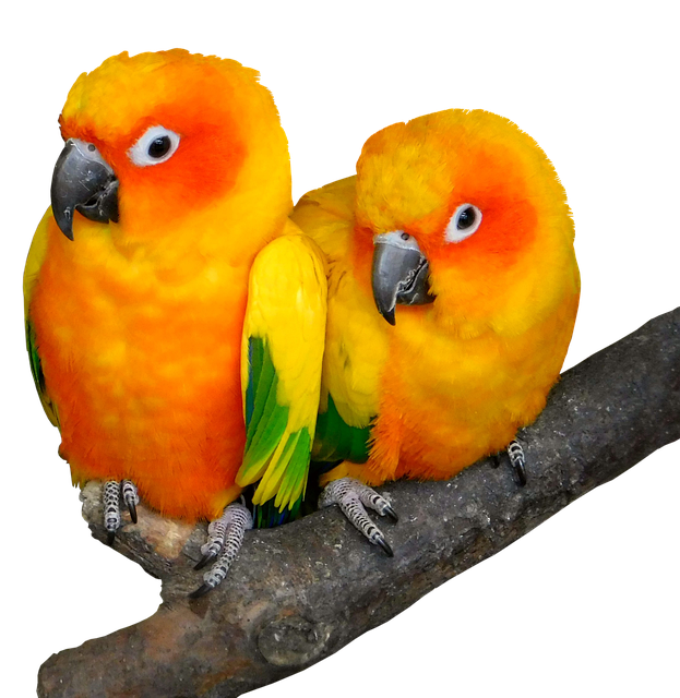 Why do parrots repeat human speech?