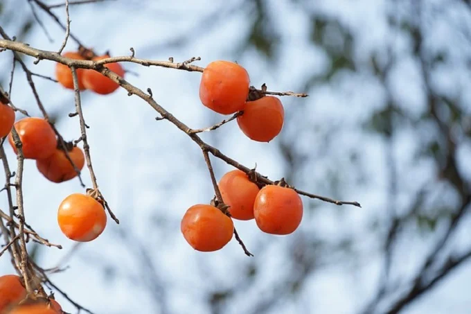 5 health benefits of persimmons you might not know