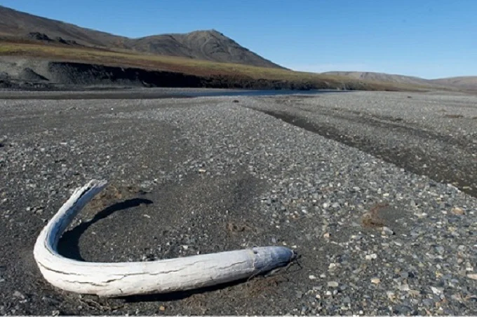 Mammoth tusks found by scientists on Wrangel Island.
