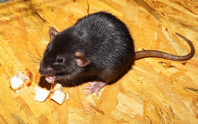 What is the difference between rats and mice?