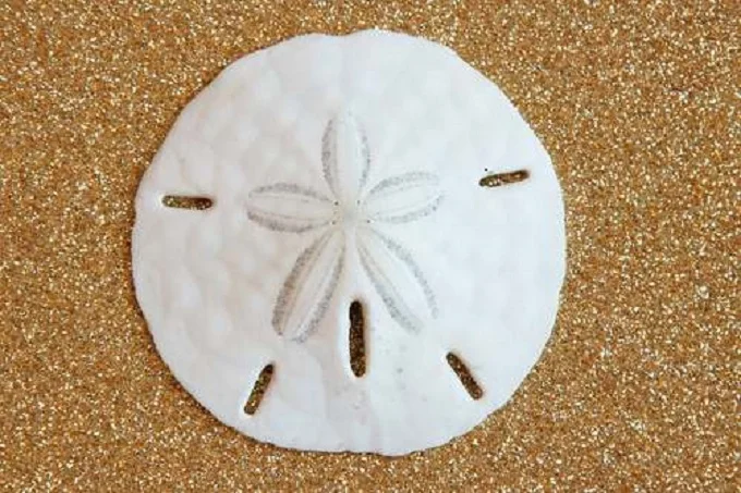 Morphology of sand dollars