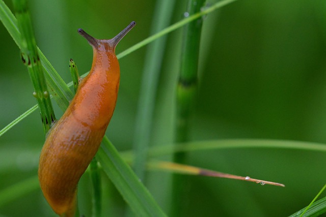 Why is salt poisonous to snails and slugs?