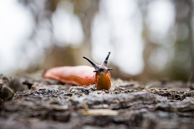 Why is salt poisonous to snails and slugs?