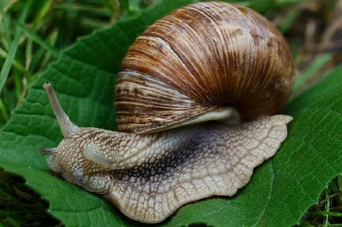 Why is salt poisonous to snails and slugs?