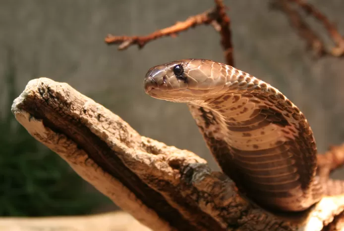 Safari in South Africa ends in nightmare: cobra bites his pen!s