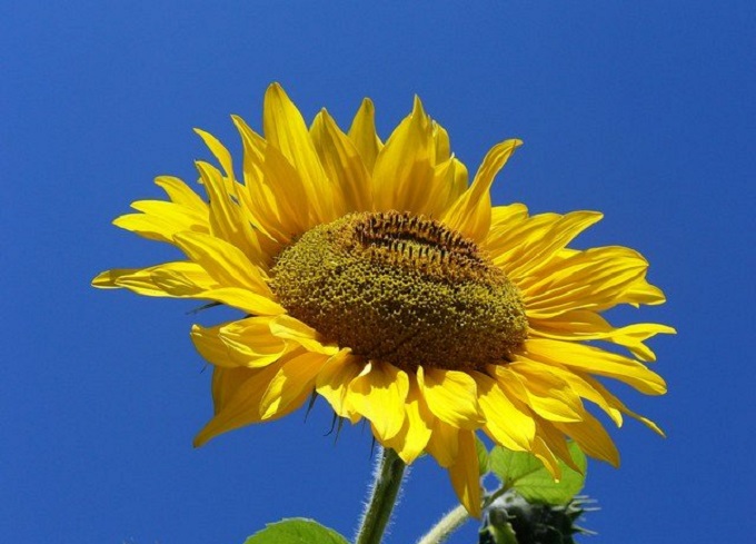Why do old sunflowers face east?