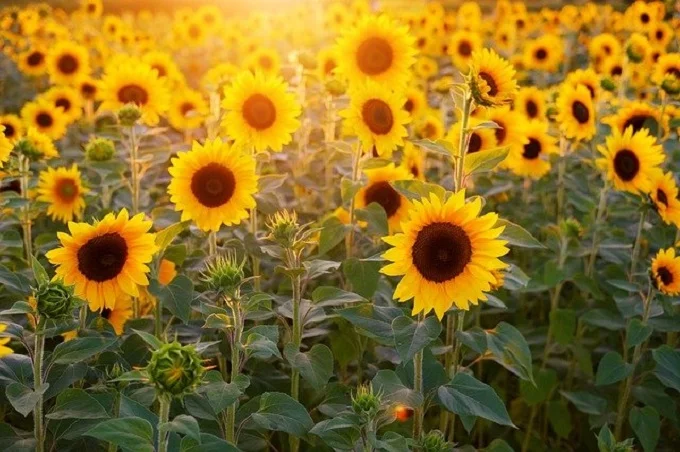 Why do old sunflowers face east?