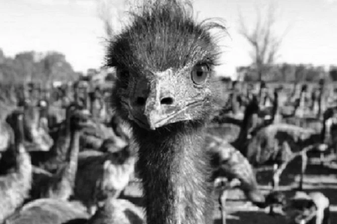 Emu war