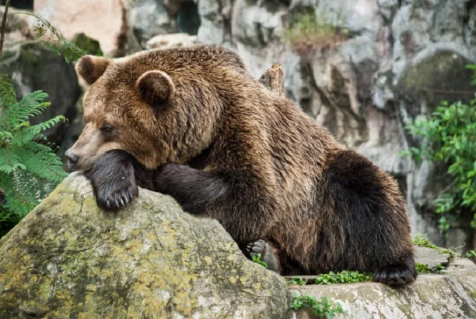 What happens if you wake up a bear from hibernation?