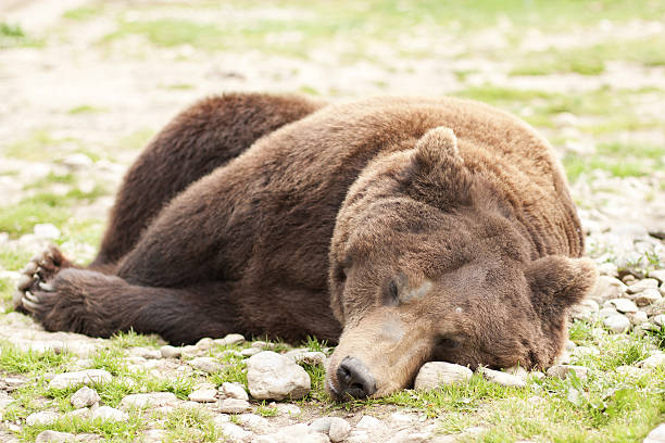 What happens if you wake up a bear from hibernation?