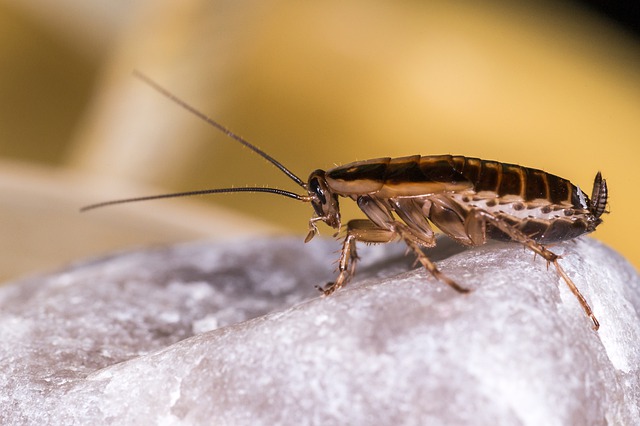 What role do cockroaches play in nature?
