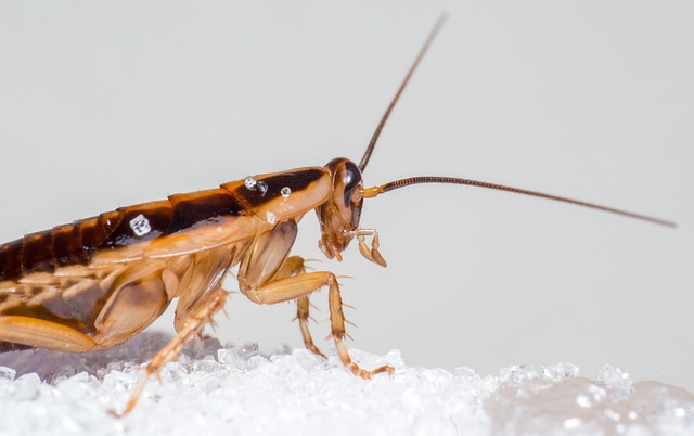 Do female praying mantis really eat their males? 