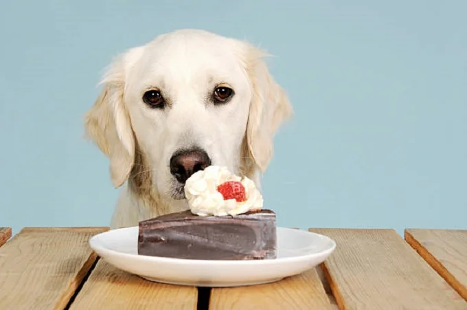 Why is chocolate bad for dogs?
