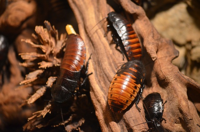 What role do cockroaches play in nature?