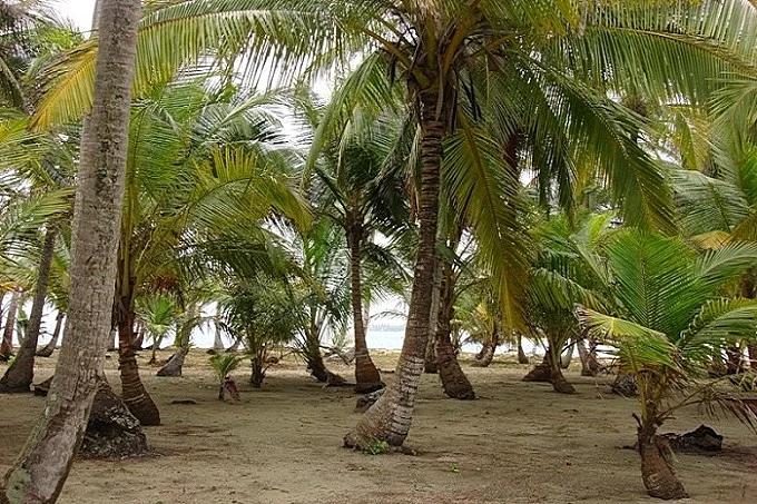 Abundance of coconut palms