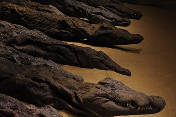 Sacred crocodile mummies
