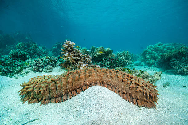 Sea cucumbers: an animal or a plant?