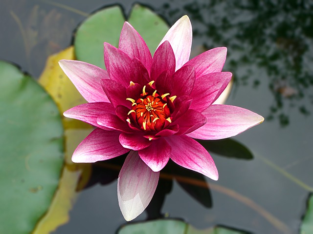 Why is the lotus so important for Buddhists, and what symbols are hidden in this flower