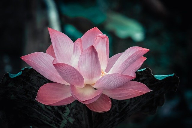 Why is the lotus so important for Buddhists, and what symbols are hidden in this flower