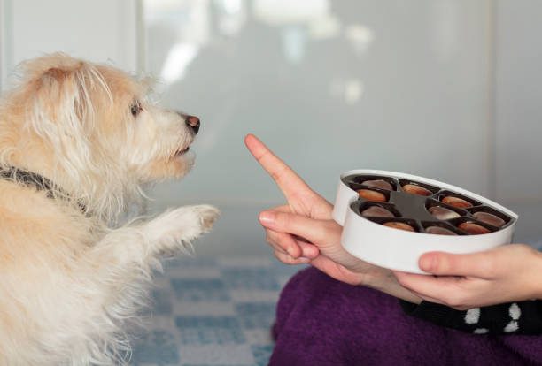 Why is chocolate bad for dogs?