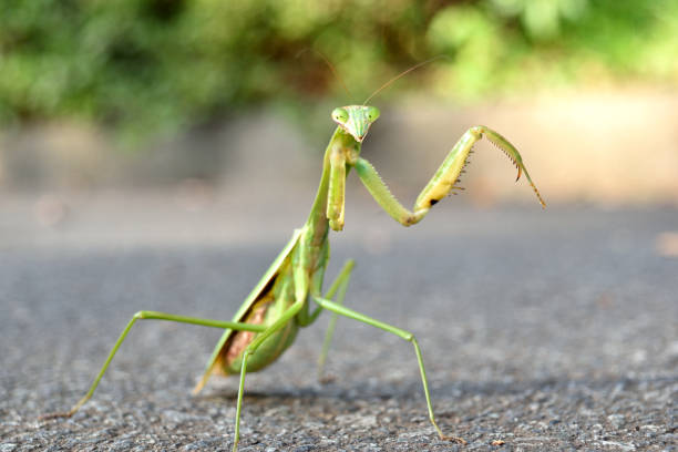 Do female praying mantis really eat their males? 
