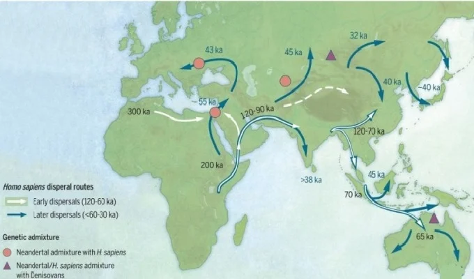 The distribution scheme of homo sapiens from Africa to Europe, Asia and Australia.