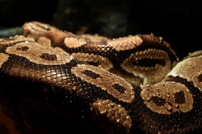 One of the African superstitions worth believing in is Sacred Pythons