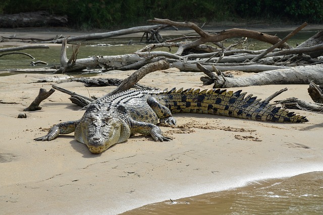 Are crocodiles descended from dinosaurs?