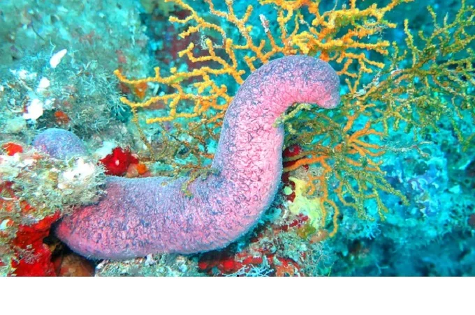 Sea cucumbers: an animal or a plant?