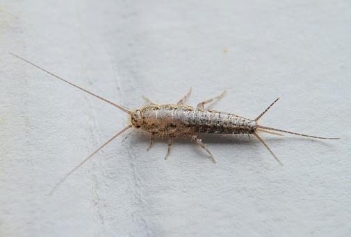 What is a silverfish, and how can you get rid of it?