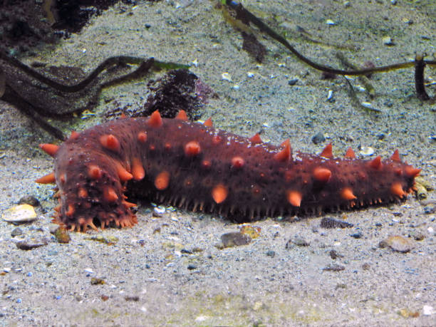 Sea cucumbers: an animal or a plant?