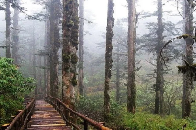 Black Bamboo Valley: one of the strongest weird zones on Earth