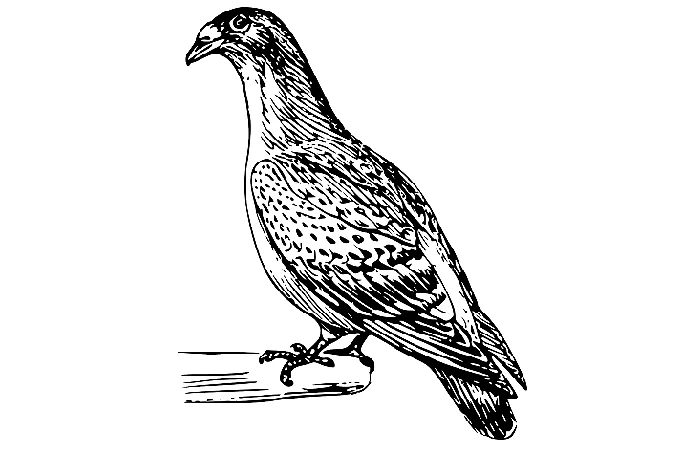 Who used carrier pigeon in 20th century and how did a pigeon save entire battalion?