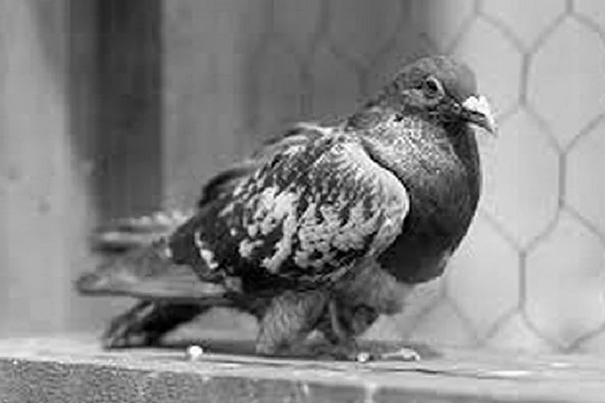 The Pigeon Cher Ami, after his feat, lived a little more than six months before he died